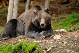 俄罗斯奇闻：男子被棕熊咬伤存储熊窝一个月，竟靠尿液活下来图片