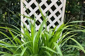 养龙须树有技巧，一边修剪一边扦插，一棵养出四五棵、棵棵如瀑布图片