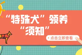 京小槌普法｜“特殊犬”领养须知图片