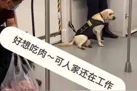 看给孩子馋的！江苏一警犬地铁上紧盯乘客的肉，默默爬上前闻味道图片