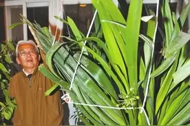 君子兰比人高，芦荟长成树，玉树变成花大王，都长疯了图片