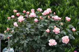 月季花该如何制作漂亮的盆景图片
