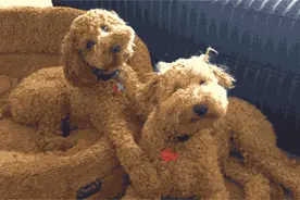 I love dog可不是“我喜欢狗”，用错了小心被打图片