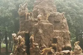 胆大猴群伤人盗物，极其可恨，村民设陷阱，猴子进班房坐穿牢底图片