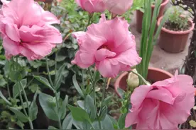 洋桔梗总是“消花苞”，花量少，早点做好这几步，朵朵花儿都盛开图片