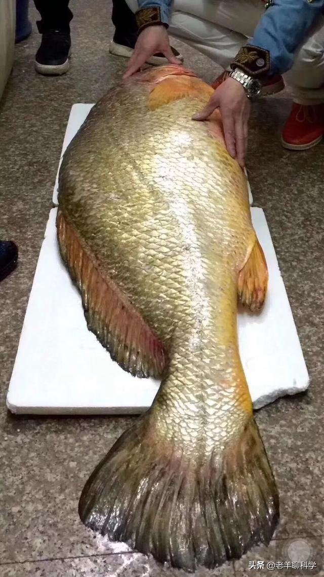 取花胶 2026年取花胶的是什么鱼