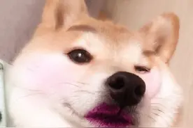 狗子总是出去乱吃怎么办？！！图片