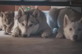 将2只猞猁和8只狗养在一起，长大后被成功带偏，还学会了拆家图片