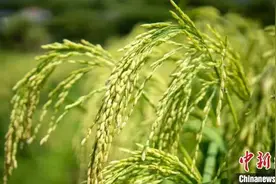 风吹稻香起，今天，我很难不想起您……图片