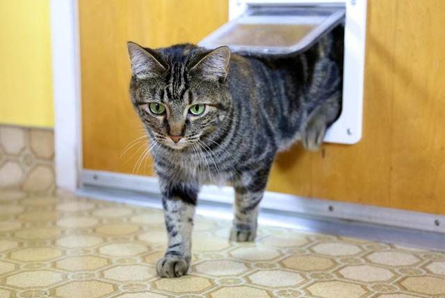 猫咪逃跑了还会回来吗？铲屎官应该学会这些防止猫咪偷跑出去