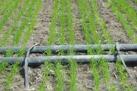 小麦田追施尿素肥，能有什么方法可以提高利用率？图片