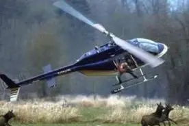 澳洲野山羊泛滥成灾，只能开直升机捕杀掉，引进中国根本不够吃啦图片