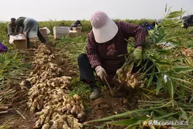 石家庄栾城区：鲜姜迎来丰收季图片