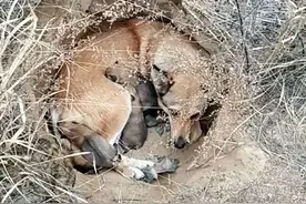 狗妈妈带孩子窝在小洞里，紧紧护着孩子寸步不离，画面令人心痛图片