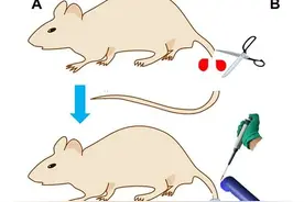 45秒止血！蛇毒可制成超级粘合剂，知道枪头蛇有多可怕吗？图片