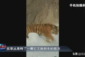 「汪清」野生东北虎林间漫步，客车司机拍下精彩瞬间图片