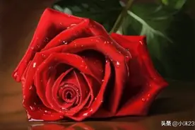 情人节要到了，你知道玫瑰花的花语吗？图片