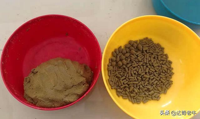 漫谈基础饵：高蛋白颗粒、开口料、能量料的钓鱼选择和避坑技巧