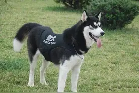哈士奇与军犬不但有缘，而且还参加过二战图片