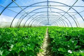 梅雨季节到来：六月蔬菜种植指南图片