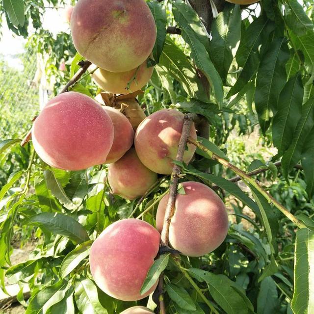 桃树管理技术掌握好，就可以防止桃树新梢旺长