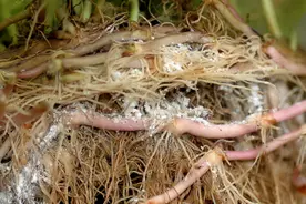 长寿花和多肉容易招“根粉蚧”，传染速度非常快，教你几个小妙招图片