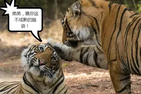 老虎的绿帽悬案：两大虎王陷入了三角恋情，生出的虎崽是谁的呢？图片