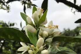 江安夏橙如何重塑金字招牌？图片