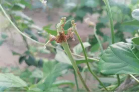 豆角开花结荚遭蚂蚁咬，产量质量下降？简单一招防治蚂蚁，要了解图片