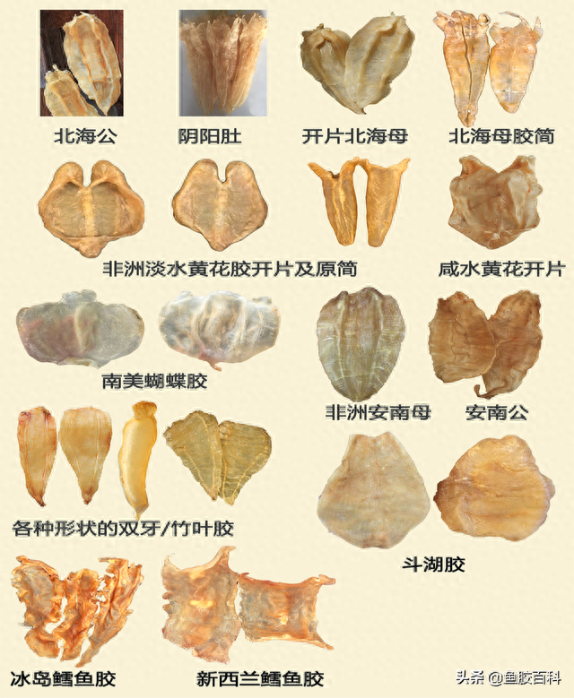 本港赤嘴鱼胶的价格 本港赤嘴鳘鱼胶价格 本港赤嘴鱼胶的价格 本港赤嘴鳘鱼胶价格