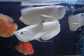 饲养地图、鹦鹉、银龙鱼，数量如何搭配，入缸顺序如何选择？图片