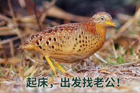 鸟类中的奇葩，一妻多夫的三趾鹑演化非常成功，人类为何不行？图片
