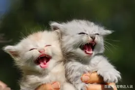 你知道目前最长寿的猫咪都活了几岁吗？图片