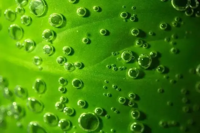 氨基酸、黄腐酸、腐植酸：三大生物刺激剂的作用与区别