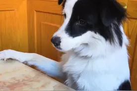 轻易解决了边牧大小便问题，如此简单无人能想到图片