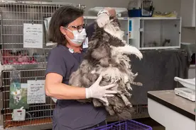 美国超大只流浪猫被救助 工作人员剪下1公斤毛发图片