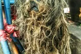 流浪3年，被嘲笑是“烂树根”，兽医领养一年后，成了网红图片