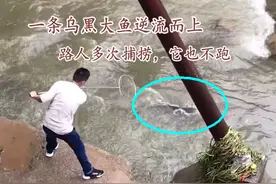 带着使命的鱼？广州河道一大鱼逆流而上，路人多次去捞，它竟不跑图片