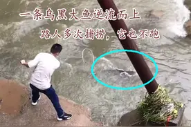 带着使命的鱼？广州河道一大鱼逆流而上，路人多次去捞，它竟不跑图片