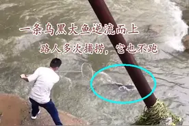 带着使命的鱼？广州河道一大鱼逆流而上，路人多次去捞，它竟不跑图片