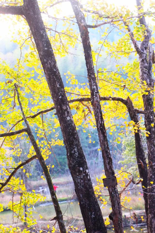 秋风吻尽银杏叶，艳遇醉美帽子峰