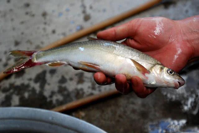 大理洱海鱼跳出水面(云南大理洱海有哪些鱼)-第1张图片