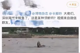 深圳有鲸鱼出没！捕食画面曝光，专家提醒勿围观图片