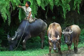 2021年，向牛学习图片