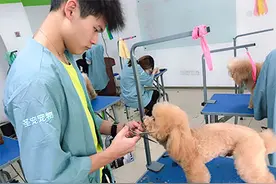去哪学宠物美容比较好图片