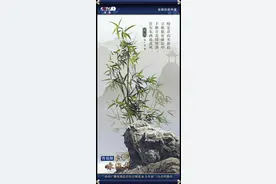 摇滚演绎《竹石》，肖战被赞“王羲之笔下的茂林修竹”图片