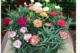 5种漂亮花，都是“激素花”，好看难养活，开完花就扔图片