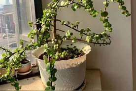 家有老人，适合养这3种花，旺人气，养神养心益长寿图片
