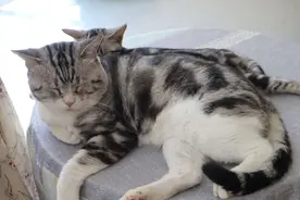 猫开始恨你的五种表现，这就是使劲打猫的后果图片