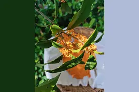 丹桂、金桂、银桂、四季桂，哪个最香？你闻的桂花是什么桂花？图片
